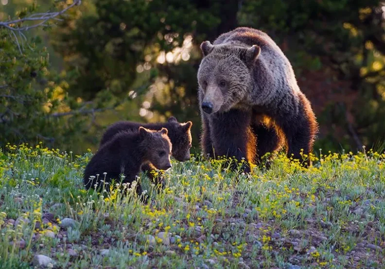 A Grizzly bear with her two cubs in a grassy field.