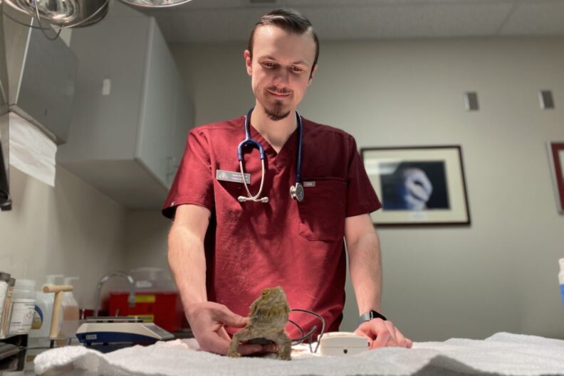 Nate Weaver examines a bearded dragon.