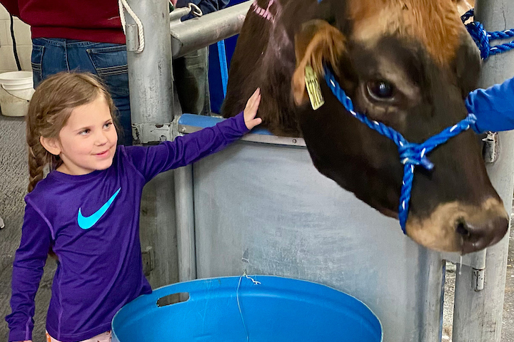 Young girl getting a chance to pet Ginger, a gentle cow owned by the Veterinary School.
