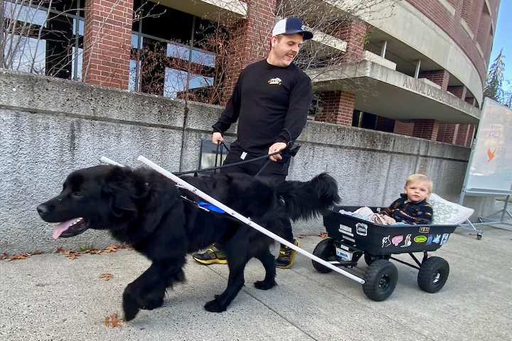Young boy getting a ride in a wagon pulled by an all black Great Pyrenees.