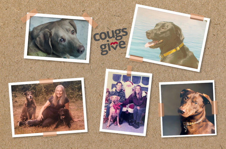 Photo collage on a background of corkboard. Six photos of three dogs, Wilson, Harley, and Rigle.