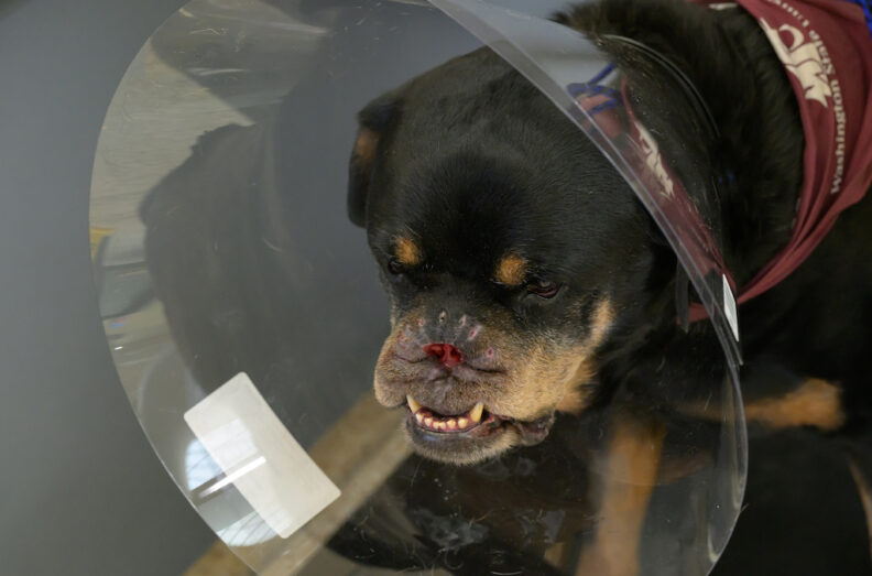 Howie, post-surgery. He is wearing an Elizabethan collar to keep him safe.