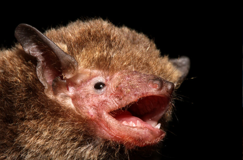 Close up photo of Japanese house bat.