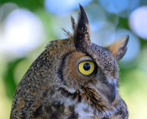 Close up of Eugene's right side, showing his good eye.