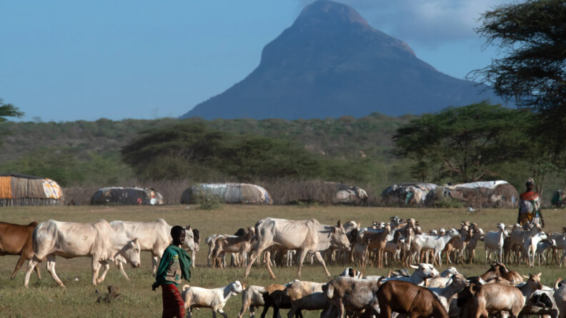 Shepherds with cattle and goats in a field. A mountain, structures, and low hill are in the background.