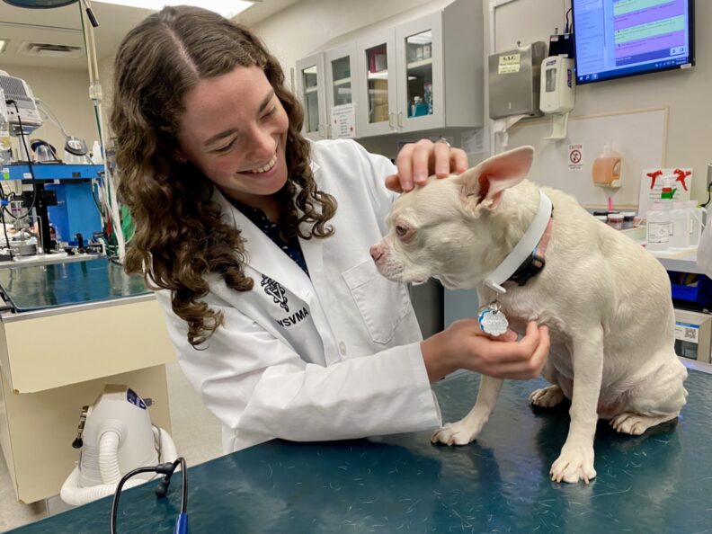 Hannah Manzo examines a dog.