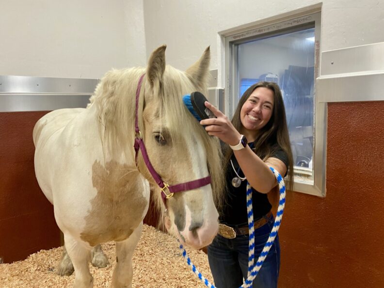 Veterinary student Maddie Grey brushes her horse.