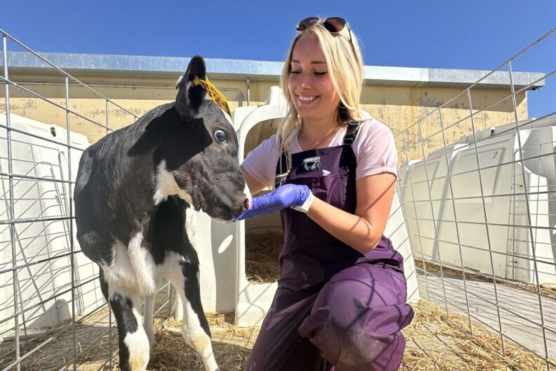 Paige Dull kneels down next a calf.