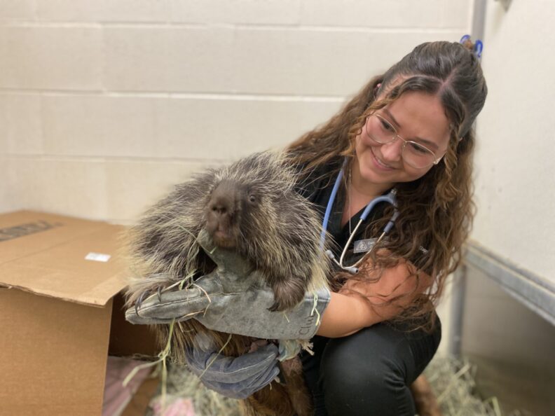 Caitlin Fitzpatrick holds a porcupine.