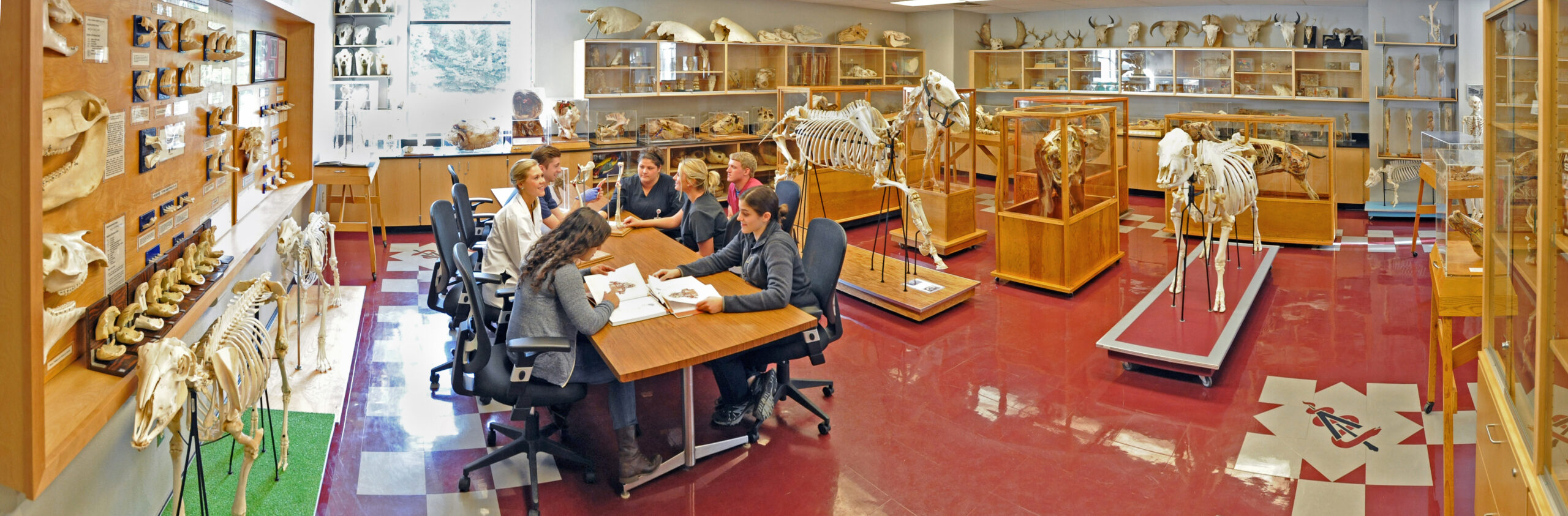 Students using the museum space to study anatomy.