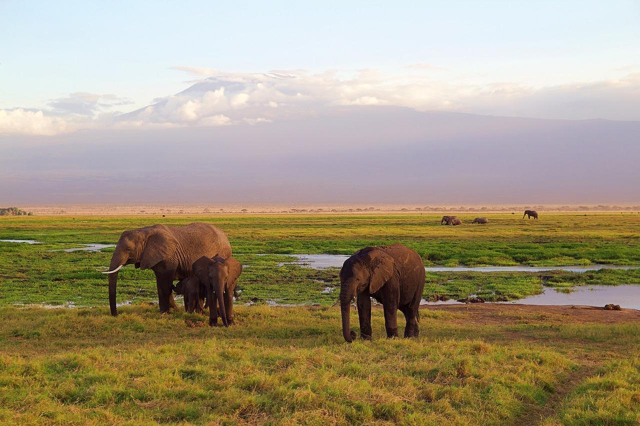 Two elephants in Kenya