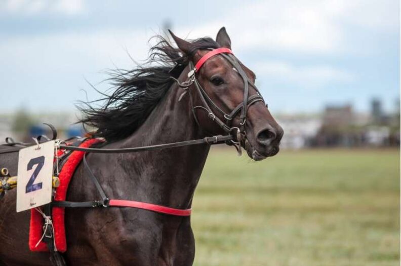 Horse in a harness race. It is a dark bay wearing the number 2.