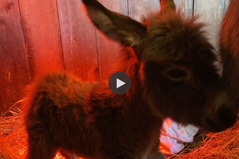 Elsa as a very young foal.