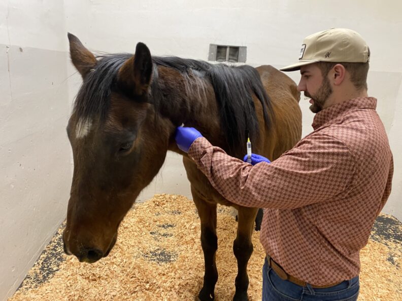 Veterinary student Corey Phillips cares for a horse.