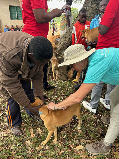 Dr. Steiner vaccinating a dog in Africa.