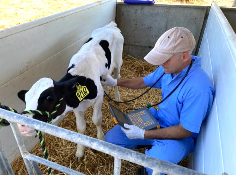Vet and dairy calf