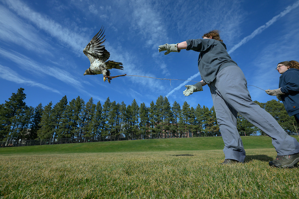 Juvenile bald eagle being released after rehab. 