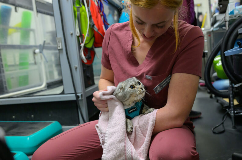 A veterinary student in maroon scrubs holds and comforts a small gray cat wrapped in a pink towel inside a clinical setting, with medical equipment and supplies visible in the background.