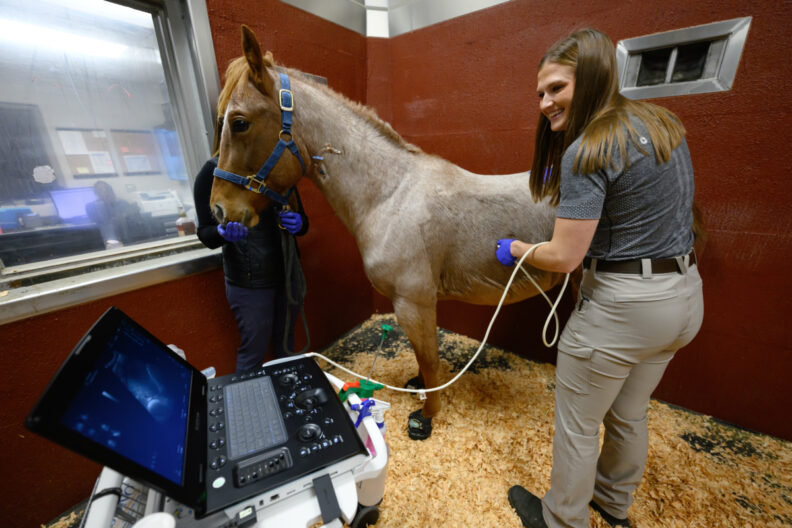 Natalie hayes cares for a horse.