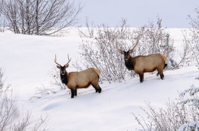 Two bull elk on a snowy hillside.