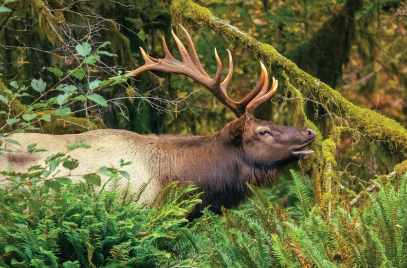 Seven point bull elk in a dense forest.