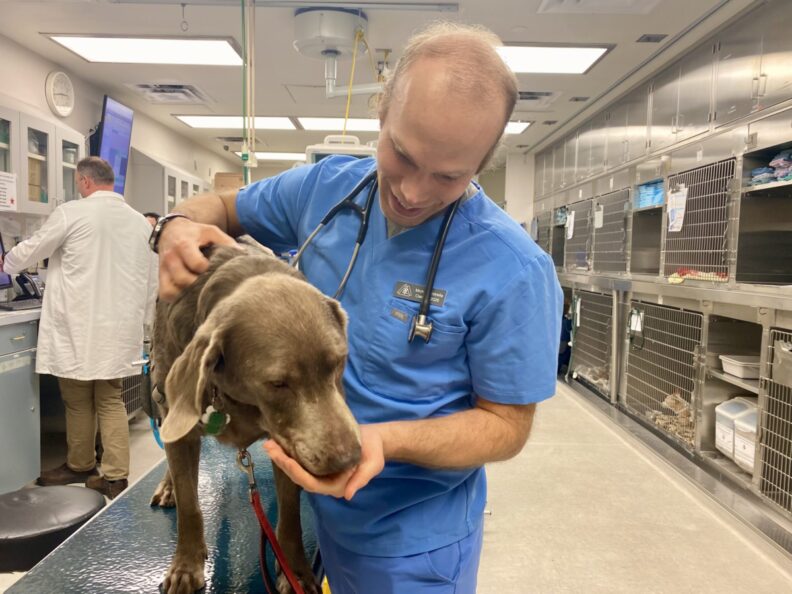 Michael Estrella, wearing blue scrubs, comforts a dog at the veterinary hospital.