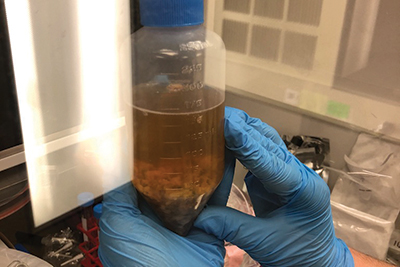 A bottle of inoculum culture being held up by a researcher wearing gloves.