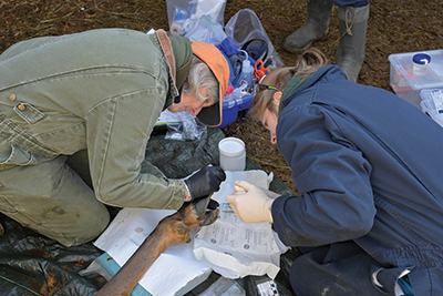 Dr. Wild and a second researcher down on the ground getting samples from a captive sedated elk.