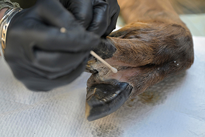 Close up of a researcher gathering a sample with a q-tip like tool, from the hoof of on elk.