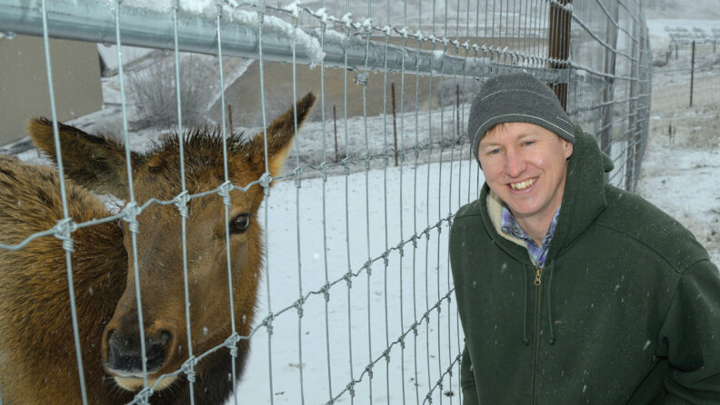 Charlie and an elk, at WSU elk facility, with only a fence between them.