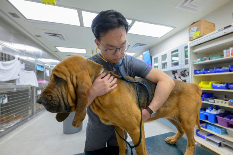 Sueng Lee, a fourth-year veterinary medicine student, examines a bloodhound dog in the Veterinary Teaching Hospital.