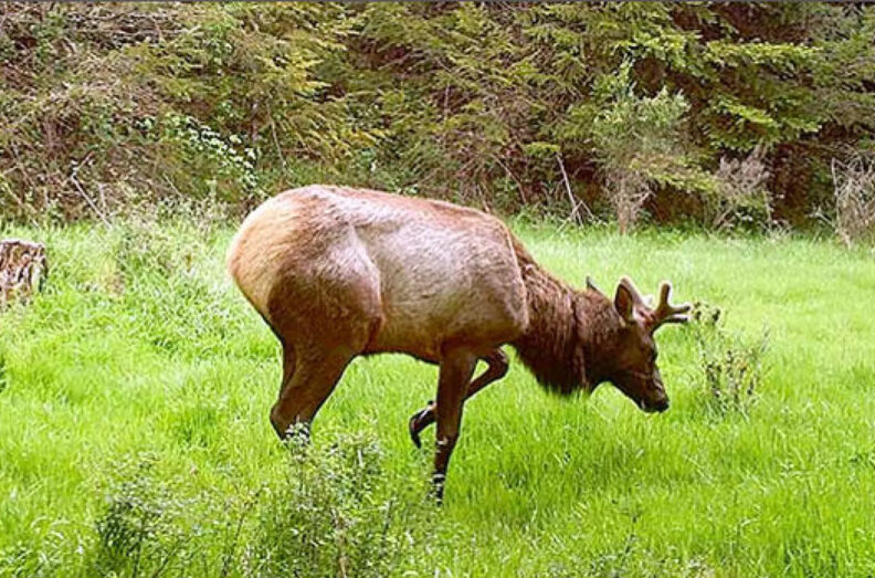 An elk in a grassy meadow with an abnormal hoof.