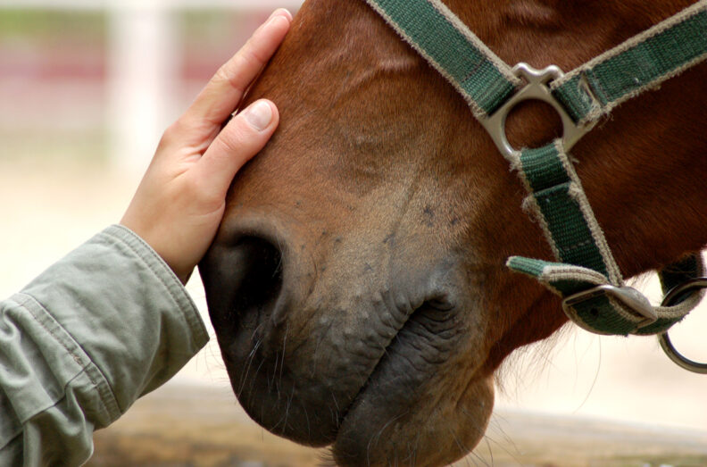 Hand on muzzle of horse.