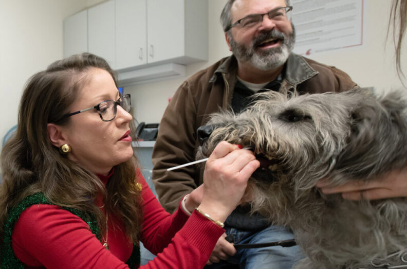 Veterinarian swabbing dogs mouth