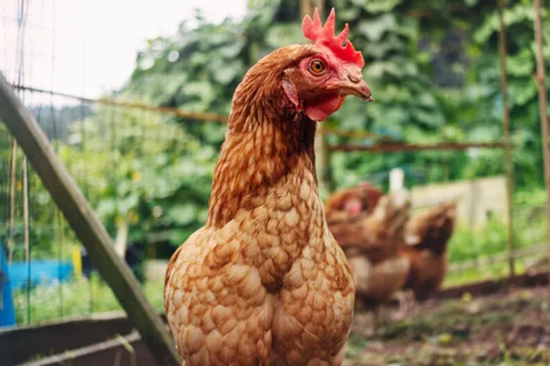 Red hen outdoors with other hens.