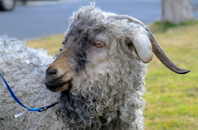 Enya, with her head turned to her right. She's held with a royal blue lead rope.