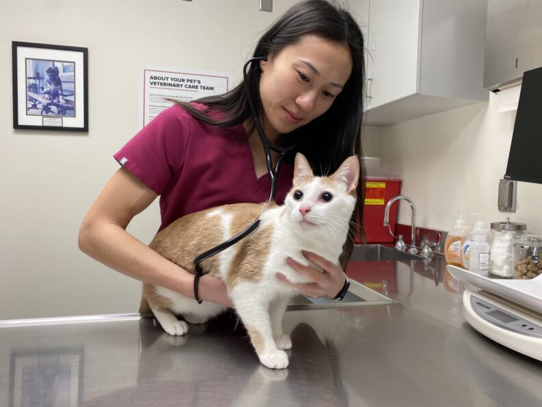 Kelly Fong examines a cat.