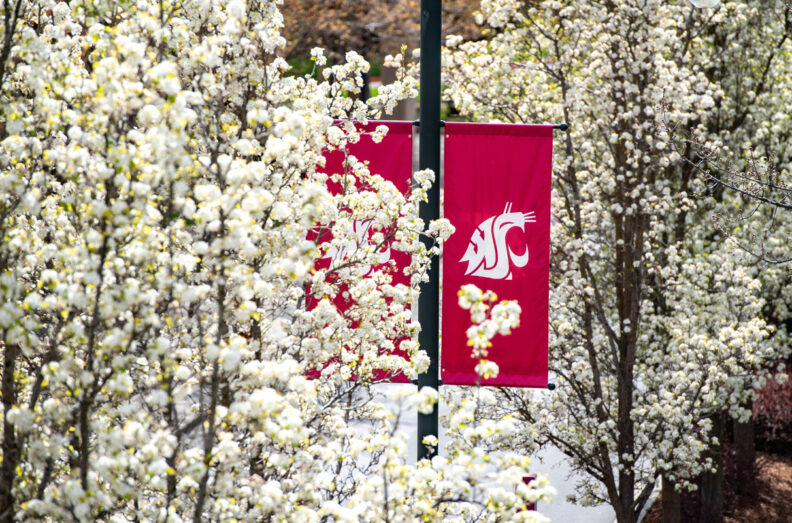 Crimson Cougar banners in contrast to white blossoms on trees.
