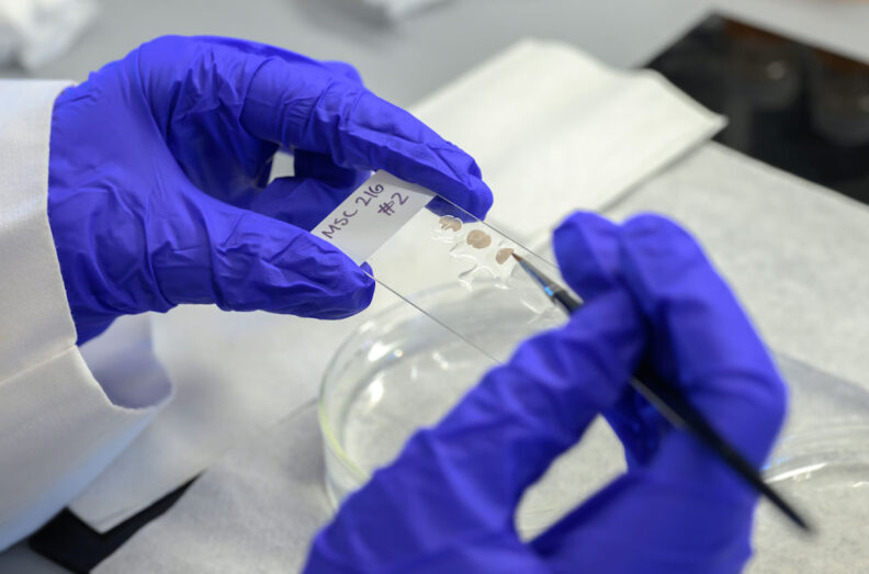 Close up of slide with brain tissue being held by reseacher wearing blue gloves.
