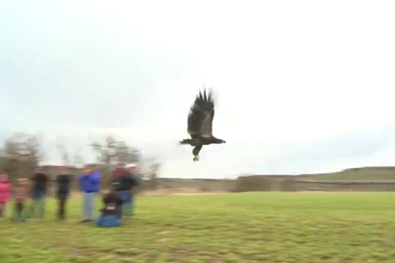 Eagle in flight with a crowd of people watching.
