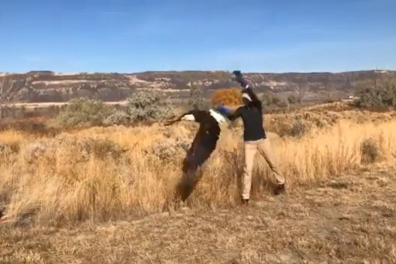 A bald eagle being tossed into the air for release.