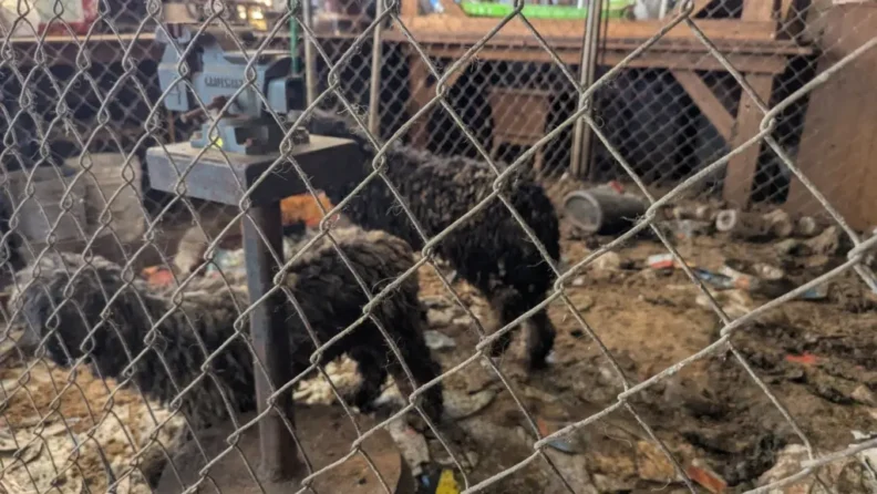 Two adult dogs in chain link cage.