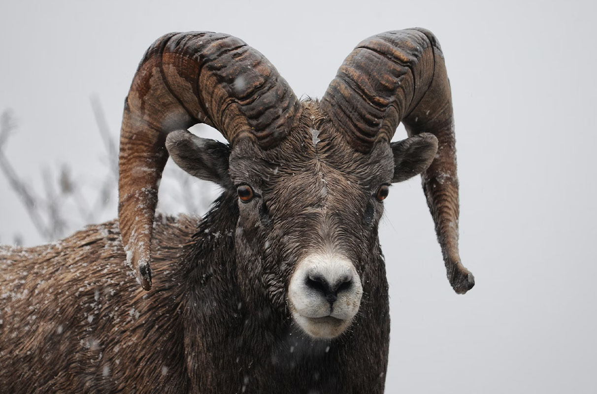 Close up of Bighorn sheep in the winter.