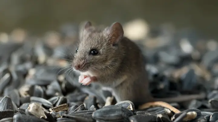 Wild mouse sitting on and eating sunflower seeds.