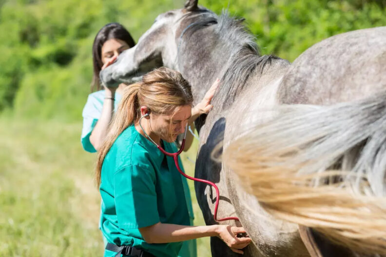 Veterinarian using a stethoscope on a horse.