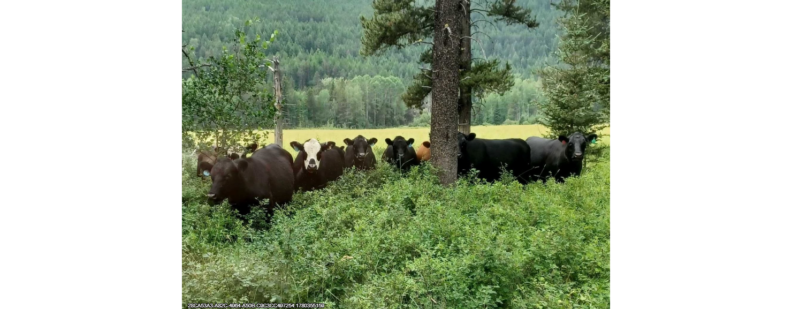 Black Angus and baldface cattle in a amongst trees on the edge of a field.