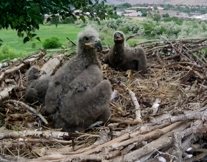 Two baby bald eagle chicks at left are shown shortly after being placed in a foster nest with a resident bald eagle chick.