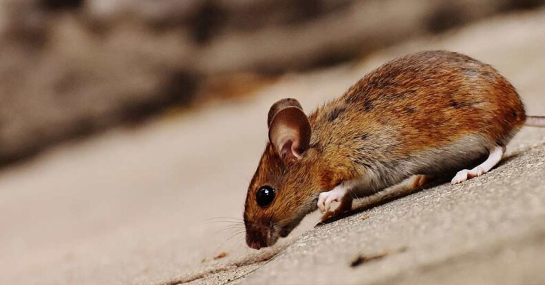 Mouse on the ground.
