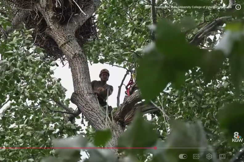Arborist in tree near foster nest, pulling on rope that carries one chick up to him.