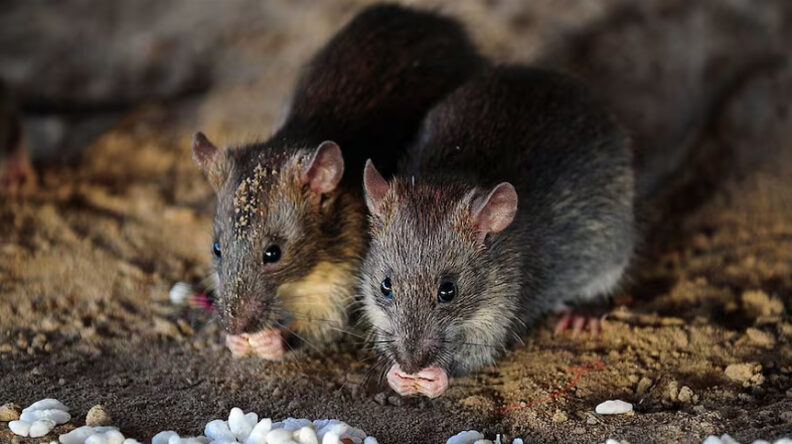 Two mice, eating.